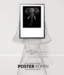 Dieren Posters l dieren prints l Online Poster Kopen