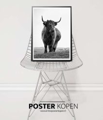 higland-koe-poster-onlineposterkopen-dierenposter