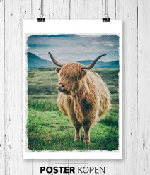 tuinposter-highlandcow-pvc-poster