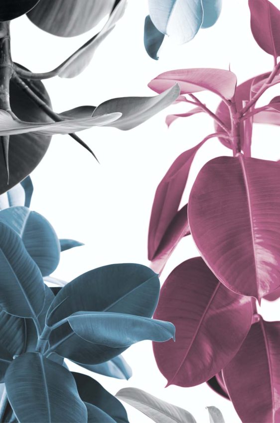 Botanische-poster-bloem-onlineposterkopen