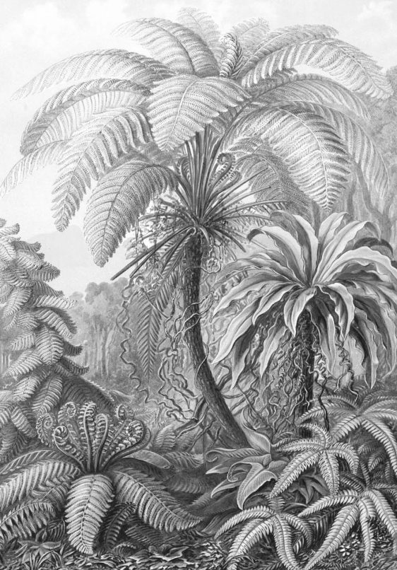 Ernst Haeckel-onlineposterkopen