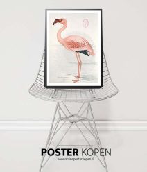 John James Audubon Flamingo poster
