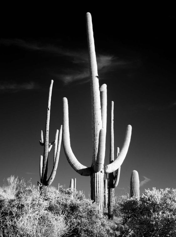 cactusposter2-onlineposterkopen