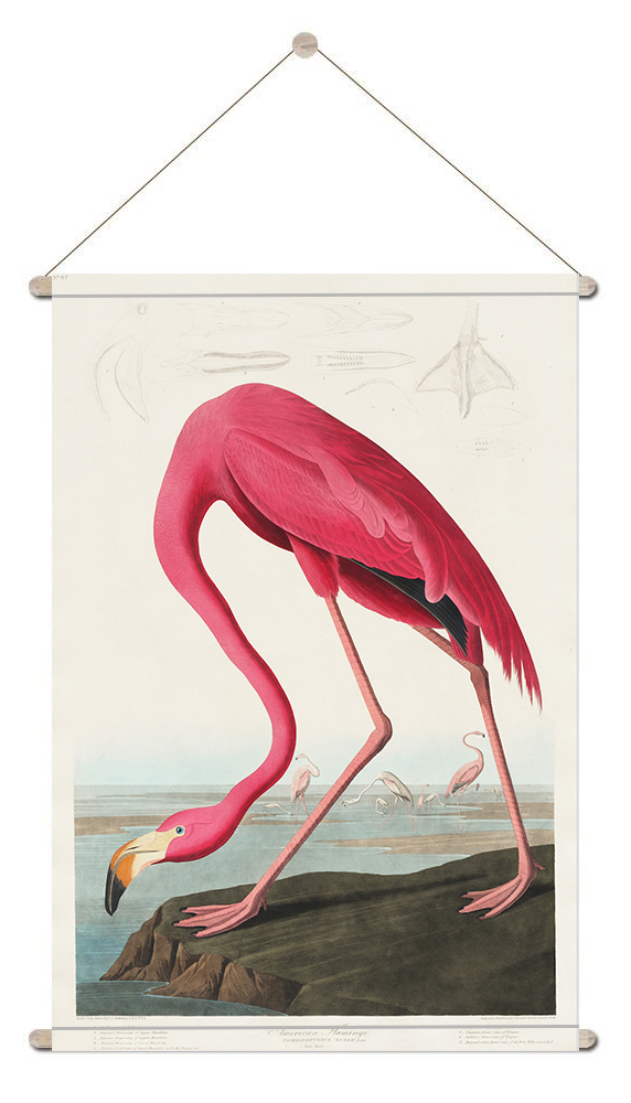 dik Mortal Verdienen Textiel poster l muurdecoratie l textielposter Flamingo John James Audubon