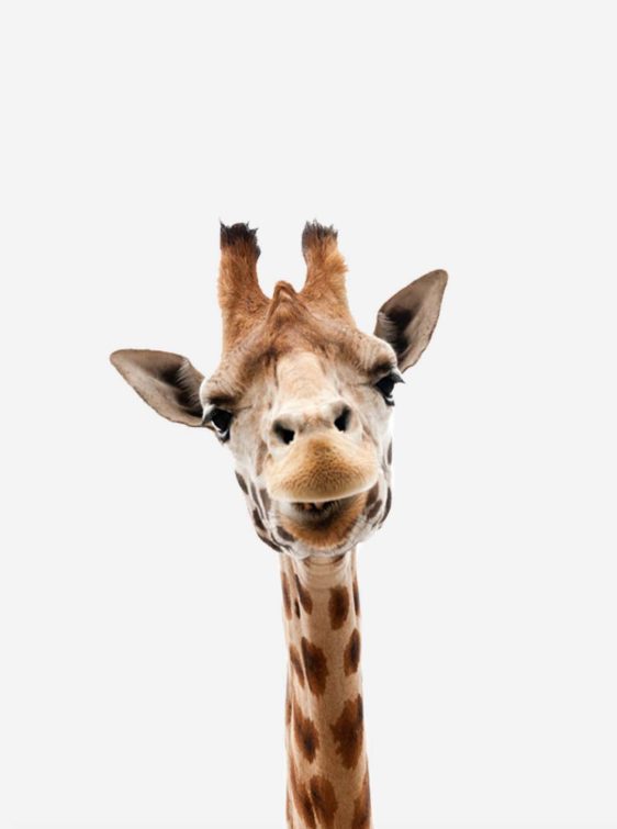 kinderkamer-poster-giraffe