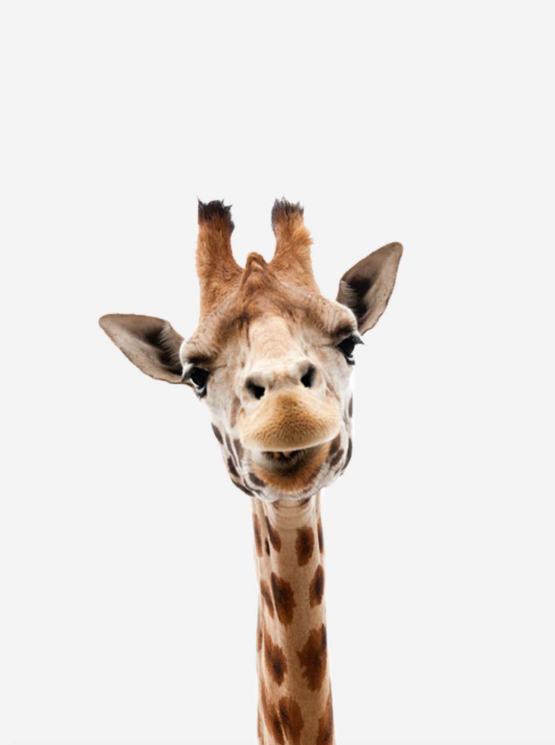 neus hand opslag Poster met giraffe - dieren poster - kinderkamer poster
