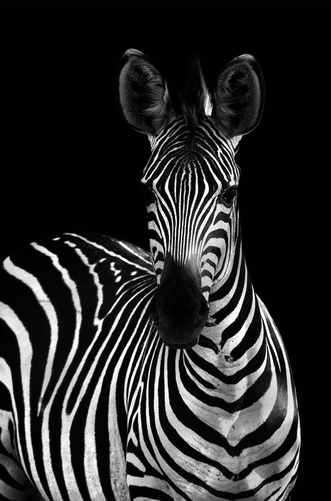 wit Wonen: Zebra poster l Online Kopen