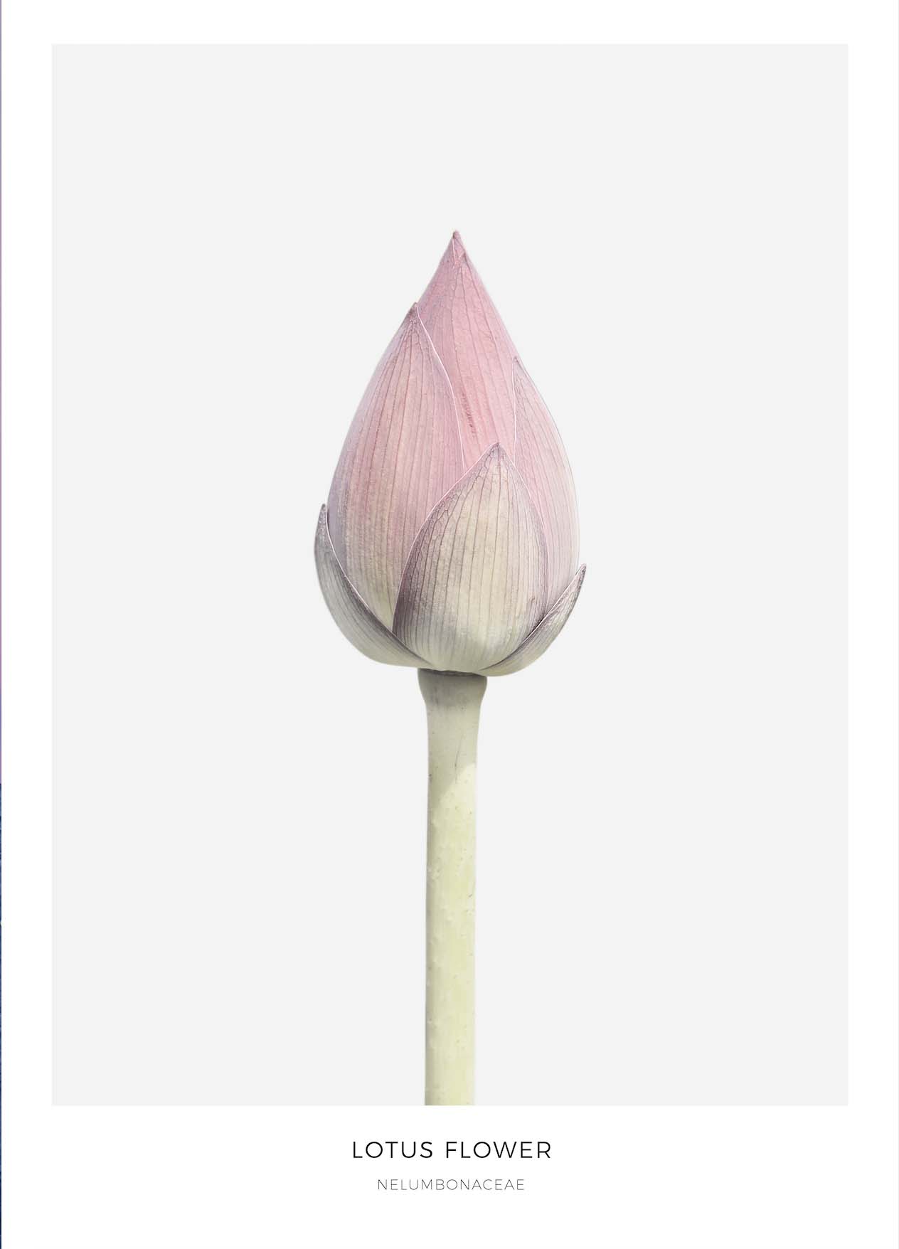 Spanje lading laten we het doen Poster met lotus bloem l Bloemen poster l Online Poster Kopen